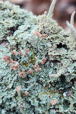 Cup lichens