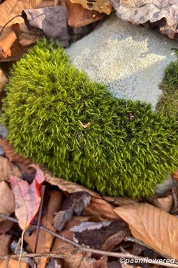 Another view of a typical mat