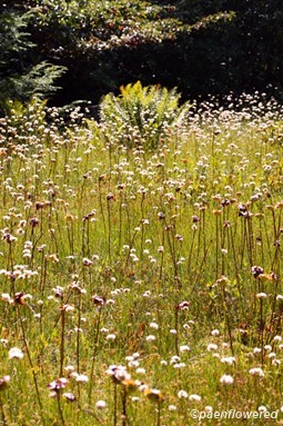 Tawny cottonsedge field