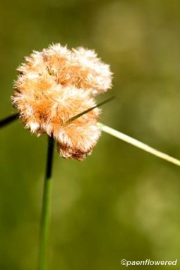 Inflorescence with bracts