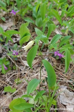 Sessile Bellwort - Flora of Pennsylvania