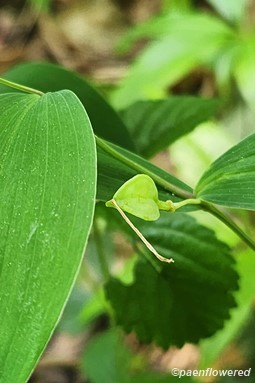 Sessile Bellwort - Flora of Pennsylvania