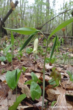 Sessile Bellwort - Flora of Pennsylvania