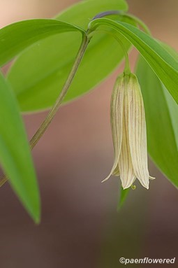 Sessile Bellwort - Flora of Pennsylvania