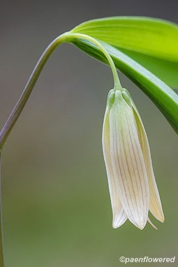 Sessile Bellwort - Flora of Pennsylvania