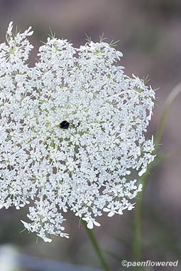 How to Identify Queen Anne's Lace (Wild Carrot) - Dengarden