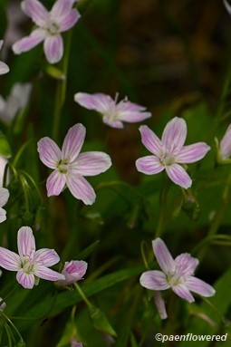 Plants in flower