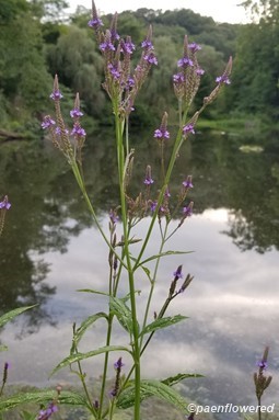 By the water