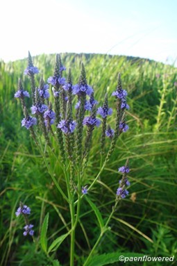 Verbena