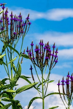 Plants in flower
