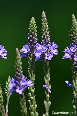 Plant in flower
