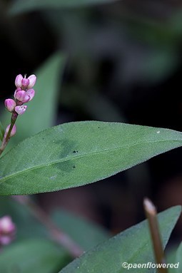 Flowers and leaf