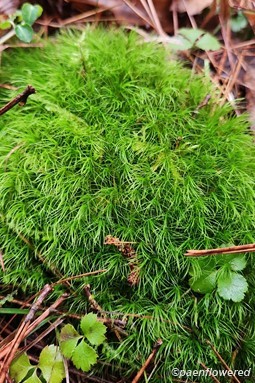 Winter moss