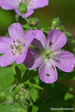 Plant in flower