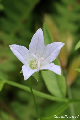 Campanula