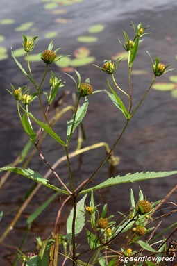 Leaves and flowering heads