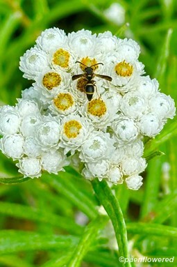 Plant in flower