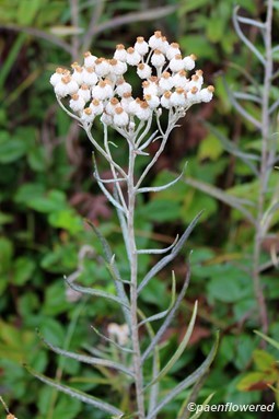 Plant bearing flower heads of pistillate ("female") flowers
