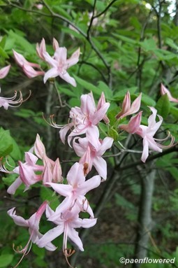 Early Azalea