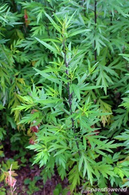 Plant in vegetative state