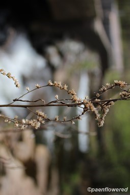 Winter condition of flowering stem