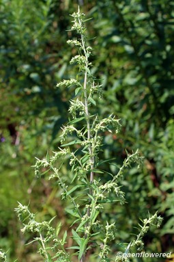 Plant with young inflorescences