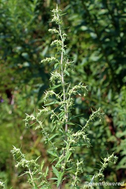 Common mugwort