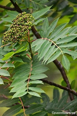 Plant in early fruit