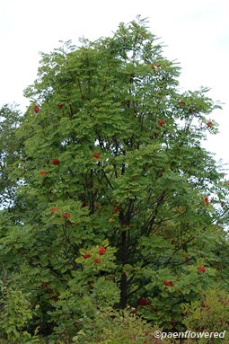 Sorbus