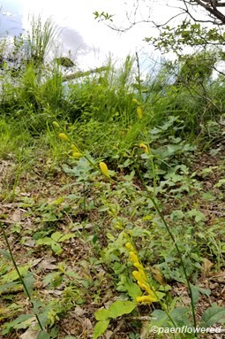 Downy false-foxglove