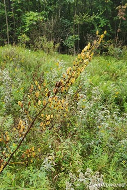 Plant in fruit
