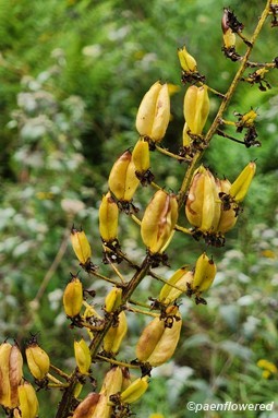 Seed pods
