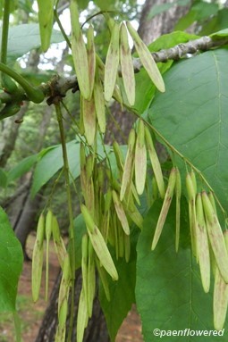 Fruit (samara)