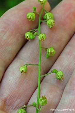 Mature flowers