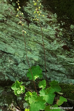 Plant in Flower