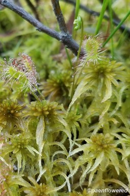 With sphagnum moss
