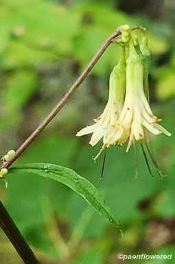 Threeleaf rattlesnake-root