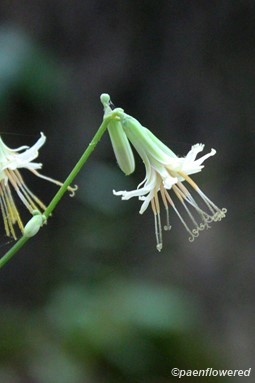 Close-up of flowering heads