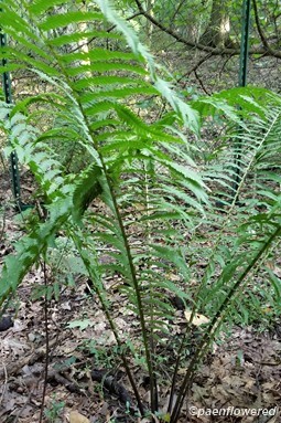 Frond cluster