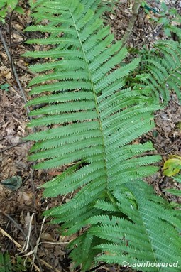 Mature frond