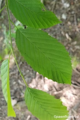 Leaves