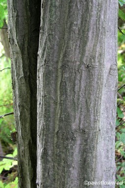 Mature bark