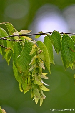 Fruiting branch