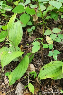 Plant form