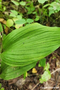 Leaf venation