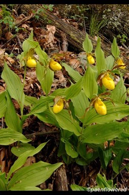 Plants in flower