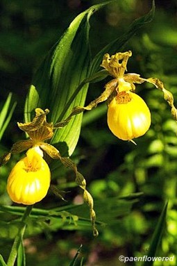 A peek at P.E.I.'s wild, rare orchids | CBC News