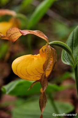 Yellow lady's slipper