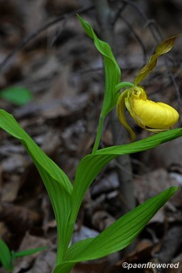 Plant in flower