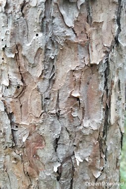 Bark